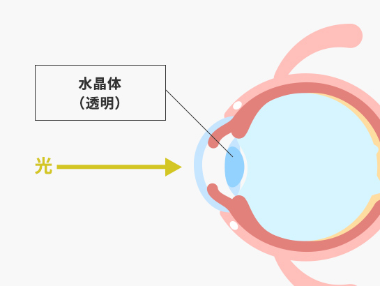 健康な目