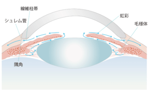 房水の流れ